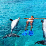 Underwater and Overwater Animal Encounters in Curacao