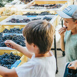 Kids Join the Fun at Family-friendly Wineries