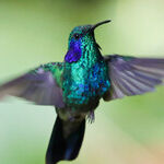 Monteverde Cloud Forest Is the Star of a Costa Rican Tour