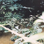 Going for a Jungle Swim