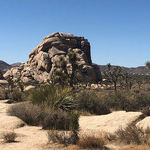 Discover the Flora and Fauna of Joshua Tree National Park