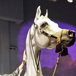 Head to Kentucky Horse Park for Equine Fun