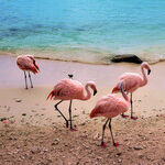 Underwater and Topside Fun at De Palm Island, Aruba