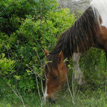 Ponies, Oysters and Birds on Chincoteague Island