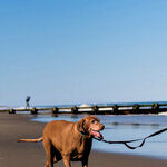 Beachbound in Dog-Friendly Delaware's Off Season