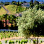 Eat, Drink and Be Mellow in Temecula, California