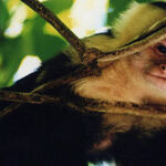 A Remote Jungle Experience in the Amazon