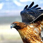 Hanging With Hawks at SoCal's Raptor Hotspot