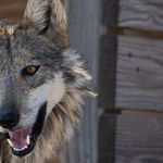 Pay a Visit to Majestic Endangered Wolves
