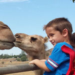 Camp With Camels in San Diego's Backcountry