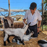 Eureka! Finding California's Cheese Trail