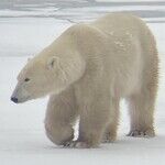 Awaiting the Ice in Churchill, Manitoba