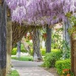 Temecula Valley Wows With Wine and Wisteria