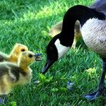 Parents are the Key