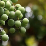 Wine Gifts: A Trio of Glorious Whites
