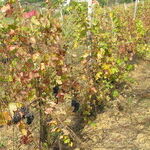 Winemaker of the Year: Jeff Gaffner