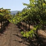 10 Wines That Impressed Critics