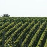 Texas Winery Shines at San Diego Challenge