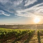 Bordeaux Vintage 2016: The Medoc