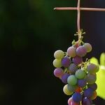 The Accidental Winemaker