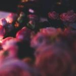 Rose Revolution