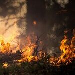 The Wine Country Fires