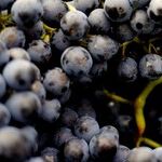 The Queen of California Pinot Noir
