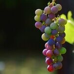 Bordeaux 2017: Weathering the Storm