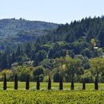 Winery to Watch: Limerick Lane