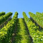 Older Wines: Risk and Reward