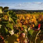Three Harvest Hot Spots