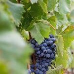 Import Winery of the Year