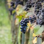 Domestic Winery of the Year