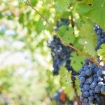 Winery to Watch: TerraPura