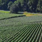 Bordeaux 2016: My Faves