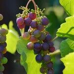 The Excellent 2016 Vintage of Bordeaux