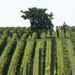 Winery to Watch: Rowen