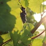 Harvest Destinations