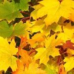 The Case for Domestic Wines at Thanksgiving