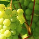 The Wines of Bibiana