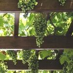 The Family Winery
