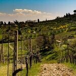 Winery to Watch: Lightpost