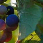 Wine Industry Survey Indicates Resilience
