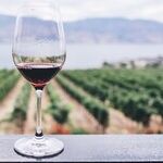 Family Wineries Shine In San Diego