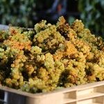 A Chardonnay Renaissance?
