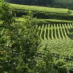 Remembering the 2020 Vintage