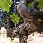 Temecula's Akash Winery Not the Usual Suspect