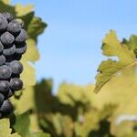Merlot Fights Back