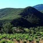 Winery to Watch: Blackbird Vineyards