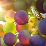 A Rare 100-Point Wine